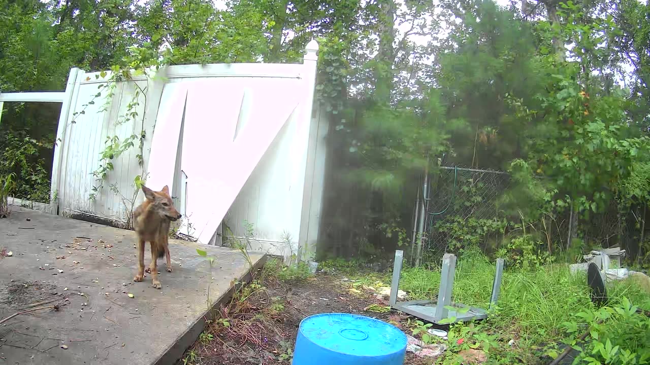 Carolina Red wolf