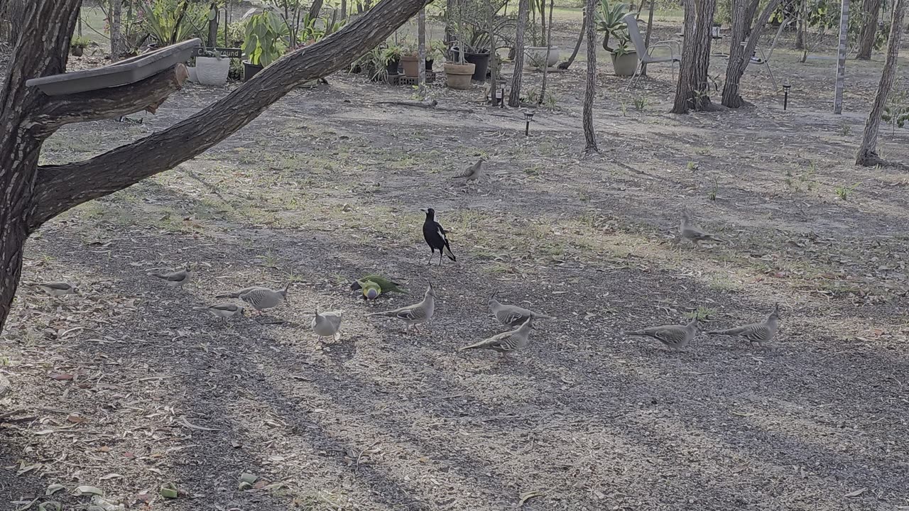 Bird Feeding Time | Moore Park Beach