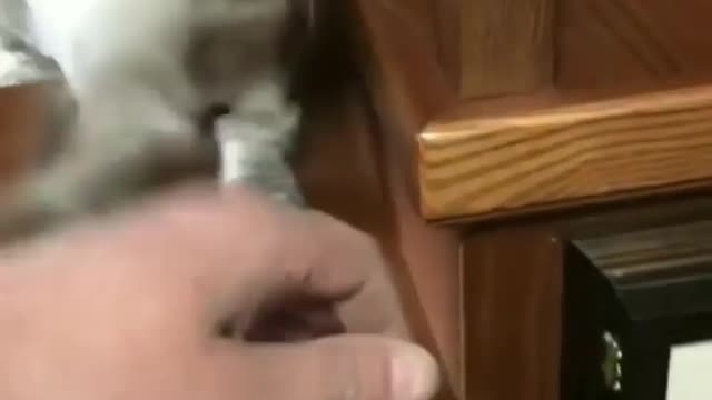 Kitten attempt to attack๐
๐
๐