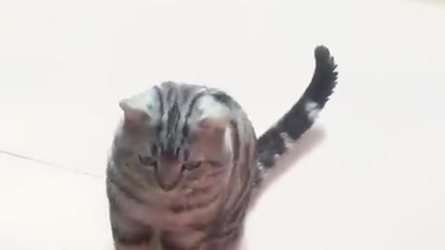 Funniest cats and dogs