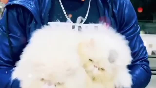 Imported Male kitten 😸