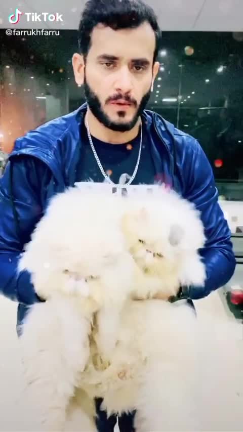 Imported Male kitten 😸