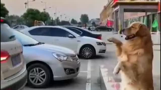 Intelligent Dog By Parking