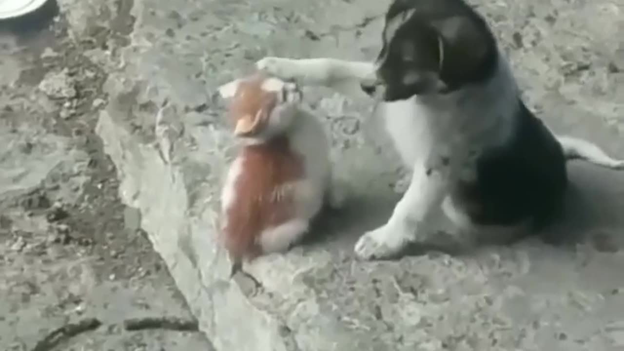 Animal cute moment 🥰🥰🥰