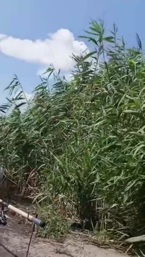 ΨΑΡΕΜΑ ΣΤΟ ΝΤΟΝΜΠΑΣ.