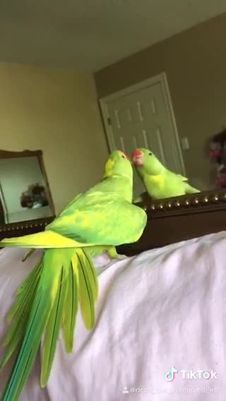 Silly parrot loves showing off in front of mirror .