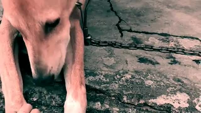 LOVELY DOG