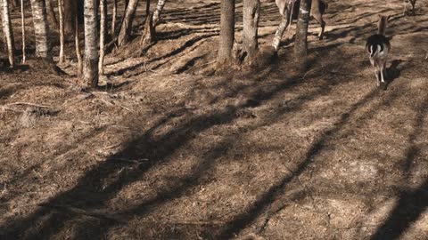 Little deer walks in the forest in autumn day. Brown fawn feeding on the field, grazed on a meadow