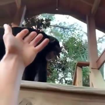 My best friend is a monkey