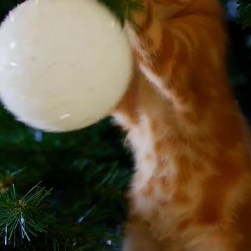 Why Do Cats Stretch So Much?