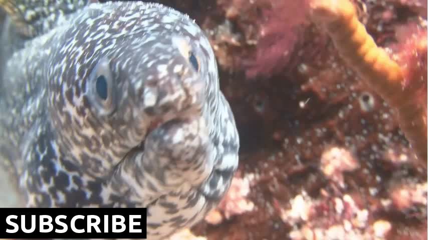 Spotted Eel in Coral Reef