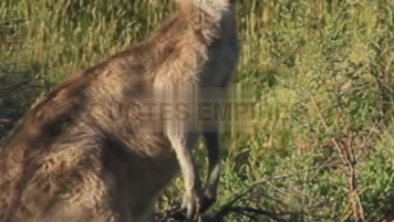 The Quokka Australia's Happiest Animal : Unraveling the Comedy of Nature's Jovial Jester