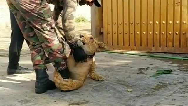 Tiger's love