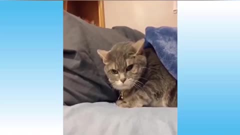 Cute Cat is frightened and screams 😅❤️