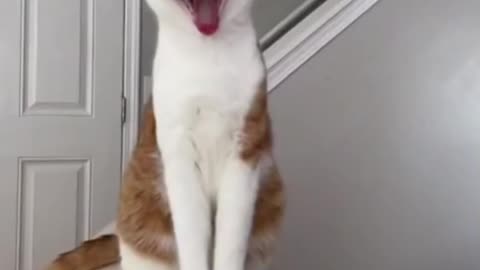 cute funny cat