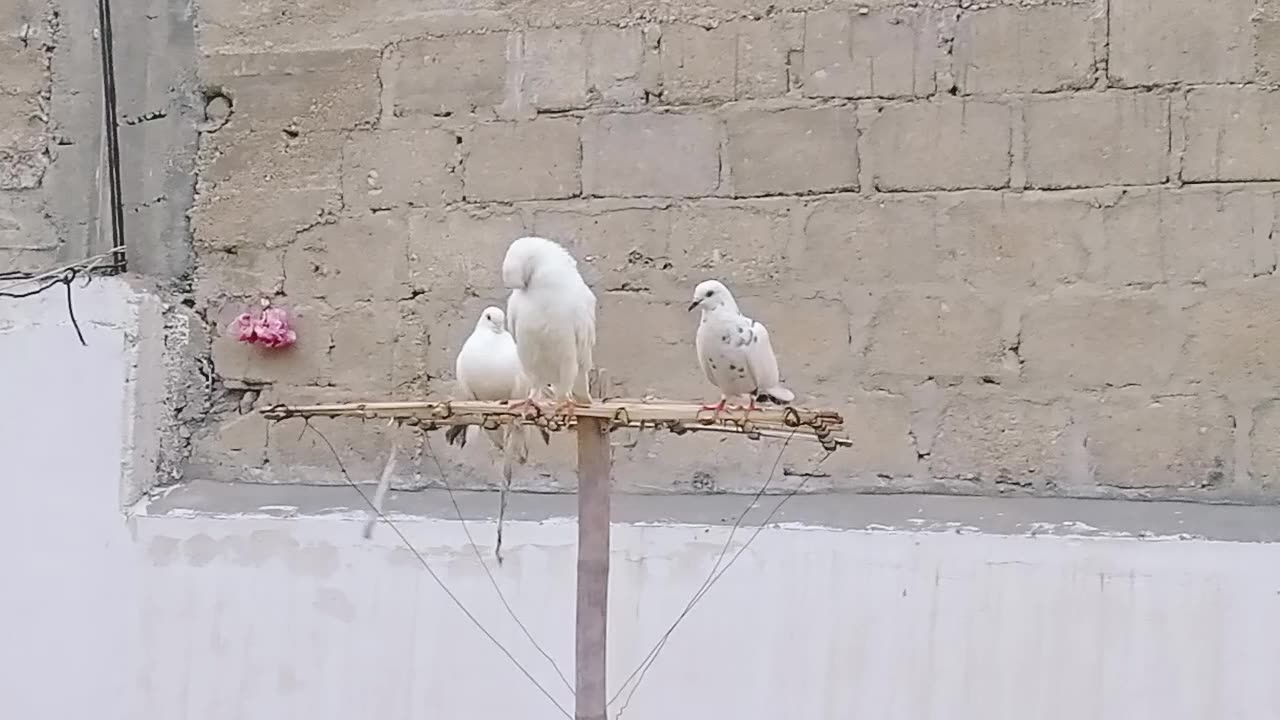 Today we placed our pigeons on the umbrella