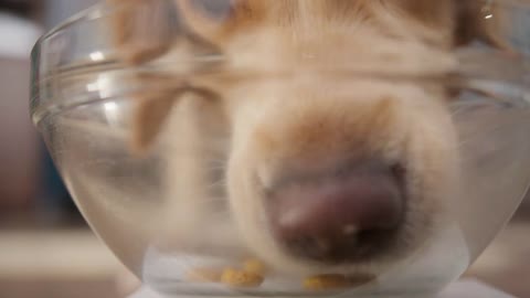 golden retriever eating dog food from metal bowl, concept of online shop delivery for pets