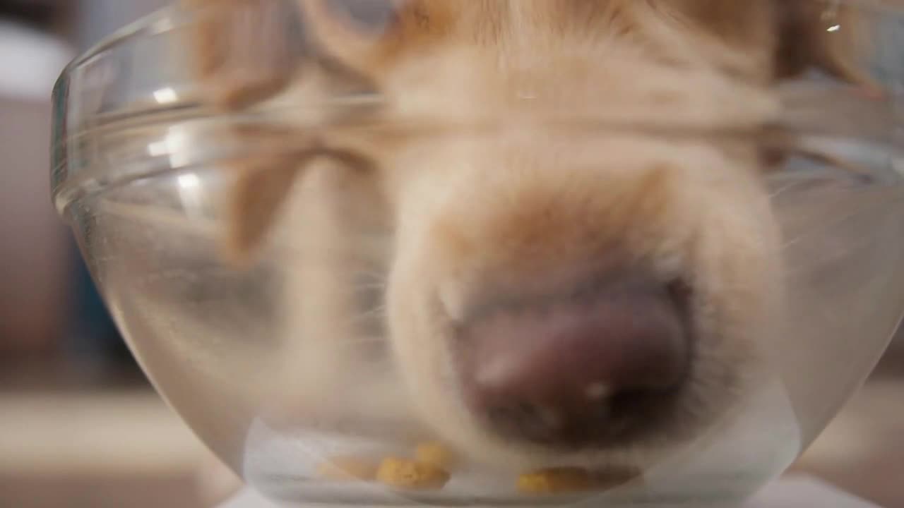 golden retriever eating dog food from metal bowl, concept of online shop delivery for pets