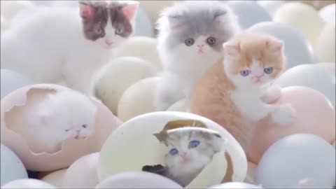 funny cats_easter greeting all