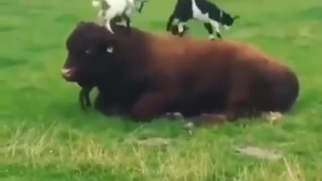 Cow