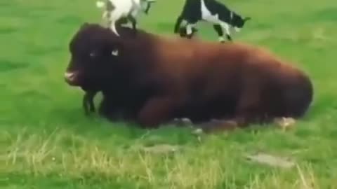 Cow