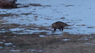 Winter Opossum Hunting for a Meal