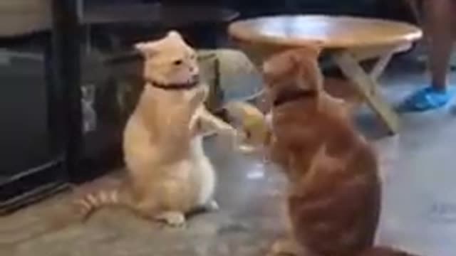 Really Hilarious Cats Battling