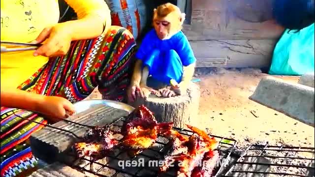 Monkey Ross and cat eating grill meat ducks with rice very delicious - Monkey Animals 012