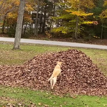 Ahh, a dog's life! #purelove #bliss #happiness