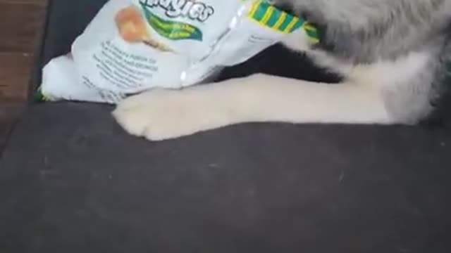 Husky Caught In The Act Eating Chips 😂😂