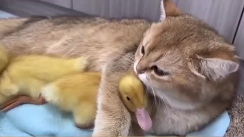 Cute cat and Ducks 😍❤️