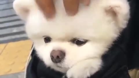 Mini Pomeranian 🔴 Funny and Cute Pomeranian Videos