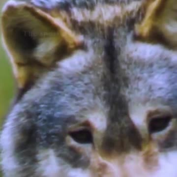 wolf dangerous walking