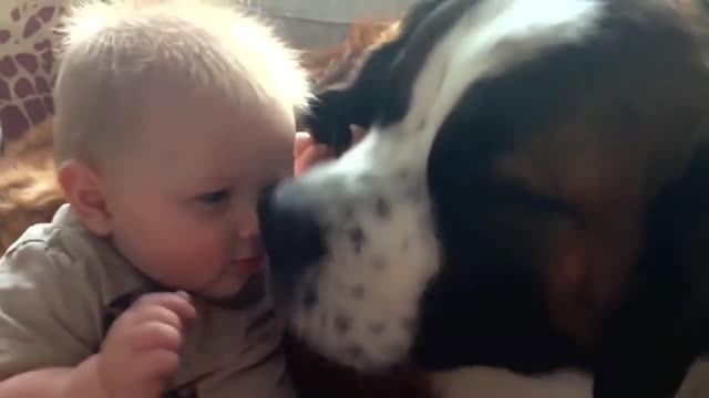 St. Bernard with children