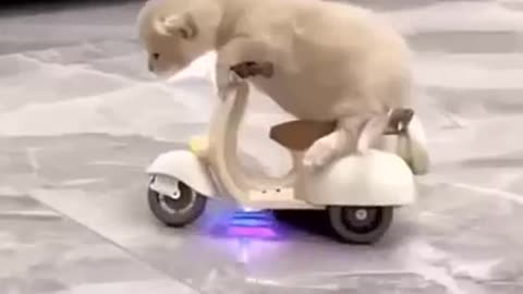 Funny animals videos...