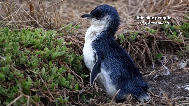 Animal file -- Booby facts: the birds specifically