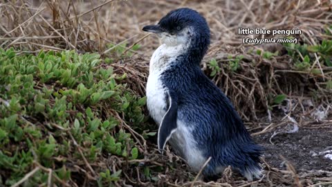 Animal file -- Booby facts: the birds specifically