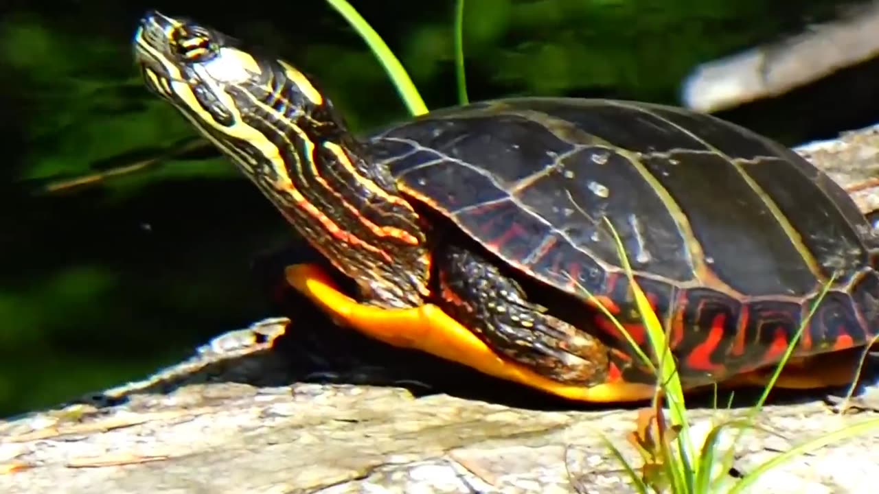 Painted Turtles