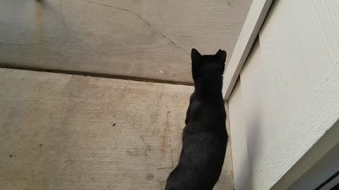 20240921 184430 Tux Outside Tentatively