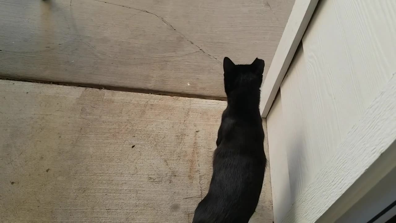 20240921 184430 Tux Outside Tentatively