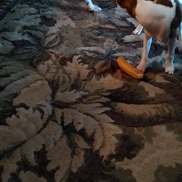 Maury can we get a DNA test? These dogs came from the same parents.