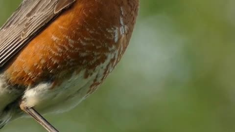 Cute Birds Chirping