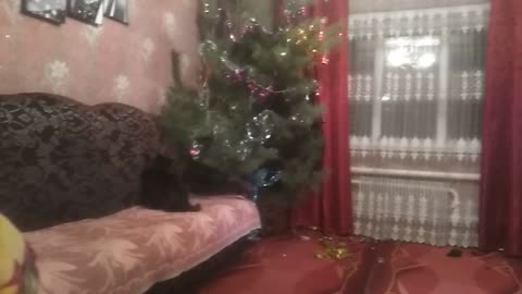 cat and christmas tree