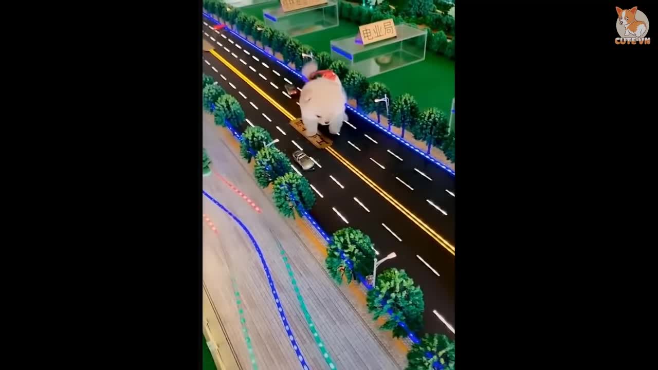 Most Famous Tok-tok Sort Video cute pappy