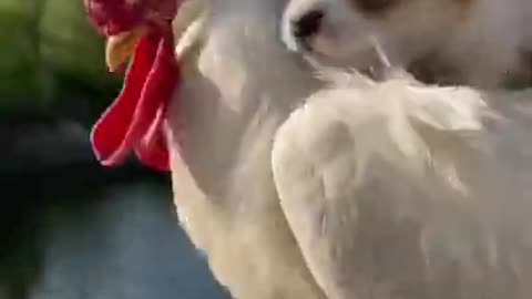 Cute baby dog 🐶||chicken