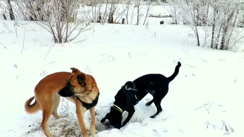 Neighbor dogs dig hole to play with each other