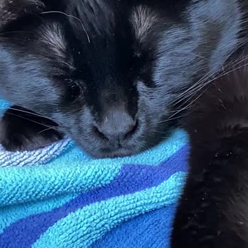 Kitty doesn't like Coughing