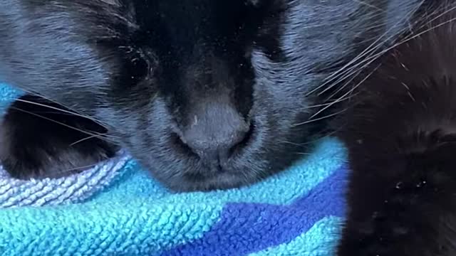 Kitty doesn't like Coughing