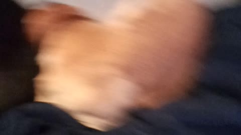 Funny dogs and cats vlogs enjoy