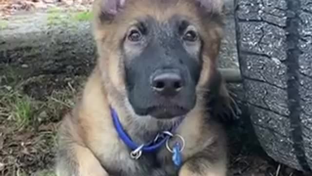 Feeling about dog rains